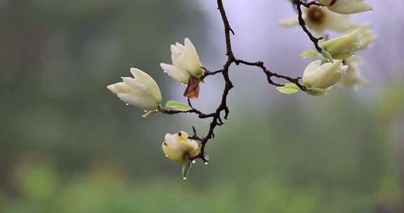 下雨天挂着雨滴的玉兰花白玉兰