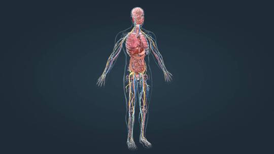 医学三维动画消化系统十二指肠3D医疗动画视频素材模板下载
