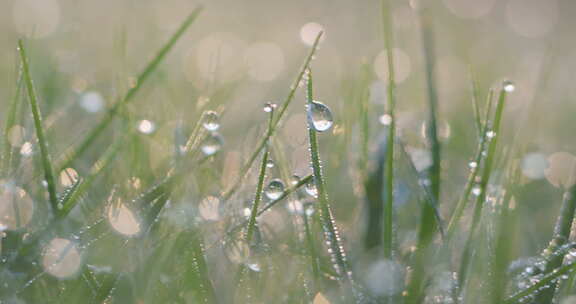 秋日草地白露露水