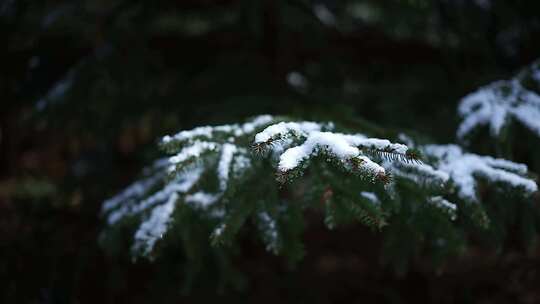 白雪覆盖的树枝