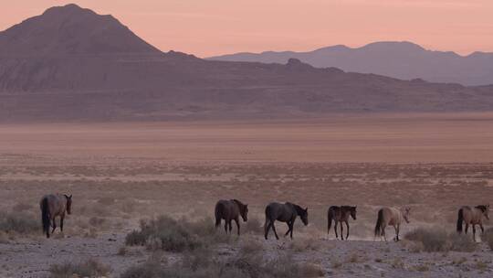在沙漠行走的马群视频素材模板下载