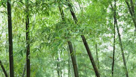 下雨天茂密的竹林枝叶繁茂生机勃勃的景象