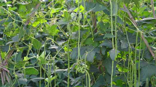 菜园里种植的豇豆长豆角