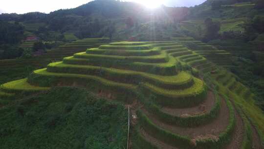 茶园茶山风光