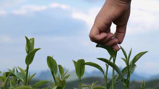 春茶茶叶茶山茶园采茶