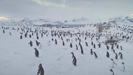 航拍动物世界南极洲的企鹅海豹视频素材模板下载