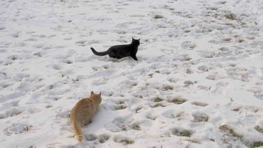 猫在雪地上打闹视频素材模板下载