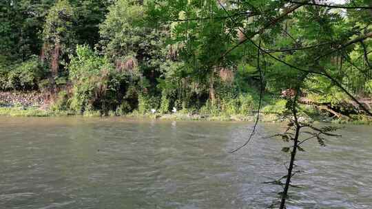 夏天在河边捕食的白鹭