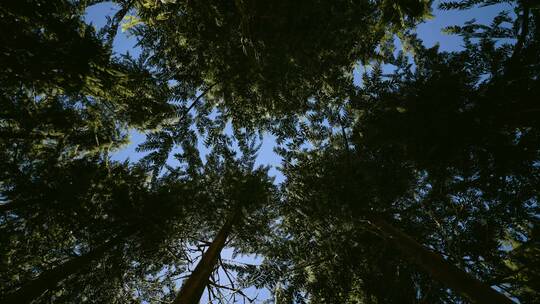 4K森林树林杉木空镜头视频素材