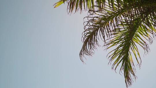 仰望蓝天棕榈树景观视频素材模板下载