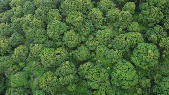 广东东莞：满山遍植荔枝树