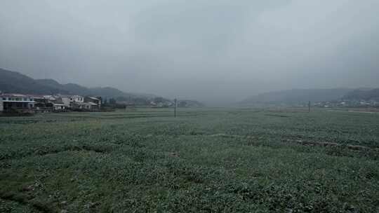 寒潮天气的油菜花田