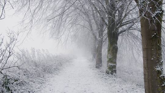 雪域林地白雪覆盖的人行道上的追踪镜头