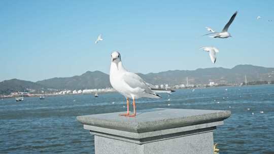 红嘴鸥海鸥昆明