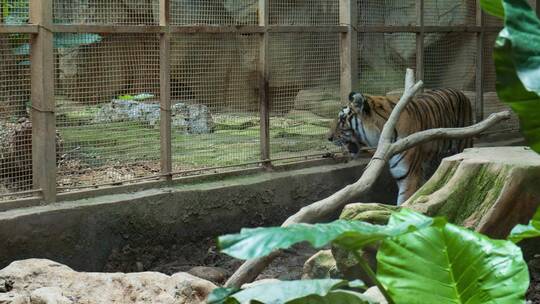 动物园里的老虎视频素材模板下载