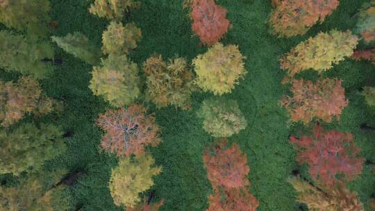 五彩斑斓的森林视频素材模板下载