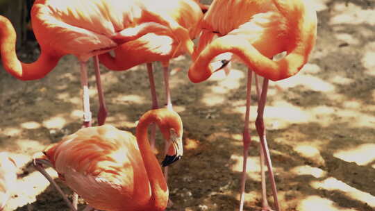一群站在阳光下的粉红色火烈鸟的特写镜头