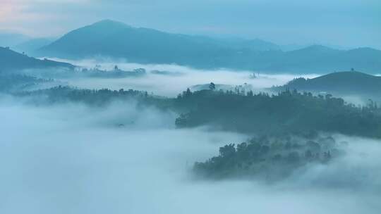 航拍云雾中的茶山