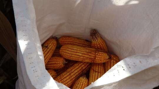 农民收割玉米装袋生态农业特写