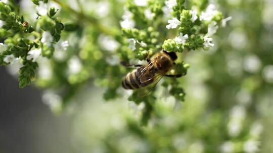 蜜蜂趴在花朵上视频素材模板下载