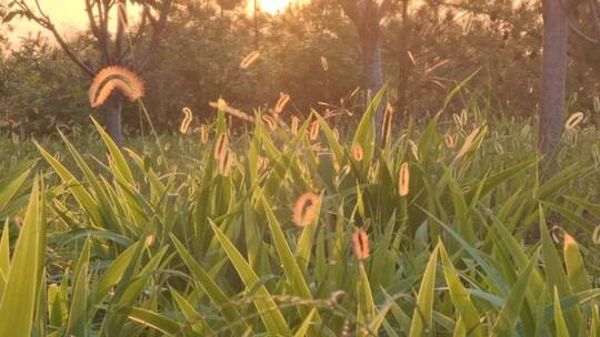 八月夏天夕阳落日狗尾巴草逆光草丛视频素材模板下载