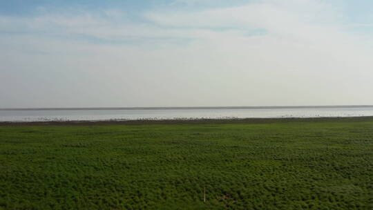 鄱阳湖南矶山候鸟