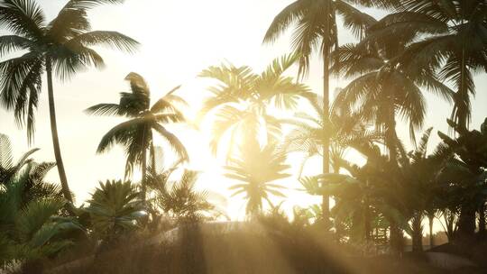 高高的椰子树黄昏夕阳唯美