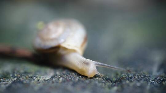 雨后蜗牛