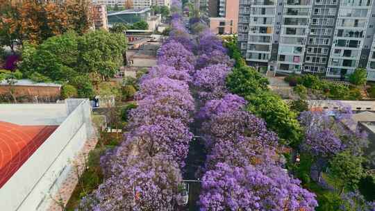 昆明教场中路蓝花楹网红街夏季盛开蓝花