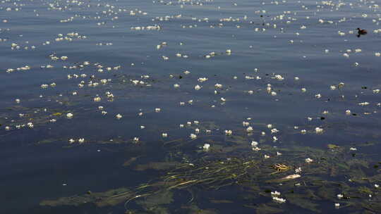 【精品】大理海菜花湖泊洱海倒影野鸭子