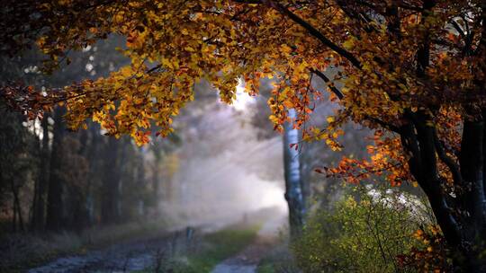 秋天美丽的大自然森岭树木树叶特写