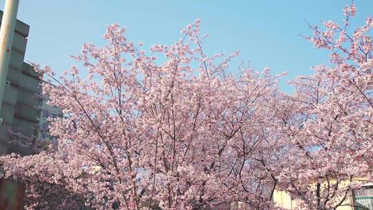 春天蓝天下满树的粉色樱花视频素材模板下载