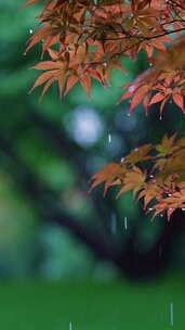 露珠树叶植物下雨滴水珠叶子露水谷雨惊蛰