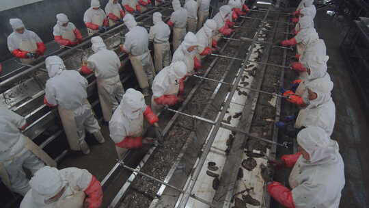 海参加工生产线工人在流水线上处理海鲜