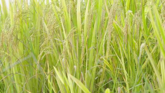 收货 播种 稻田 小麦