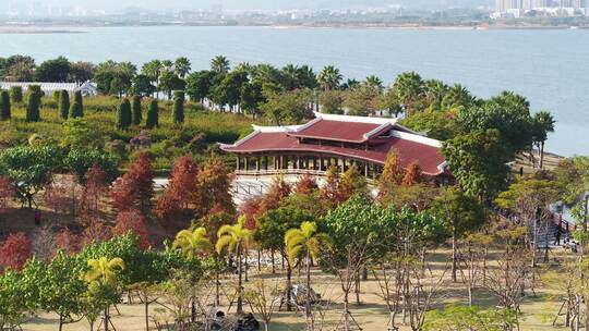 厦门 海沧 马銮湾 湿地公园 落羽杉