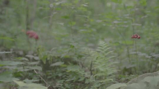 人参林下参种植参籽采收LOG视频视频素材模板下载