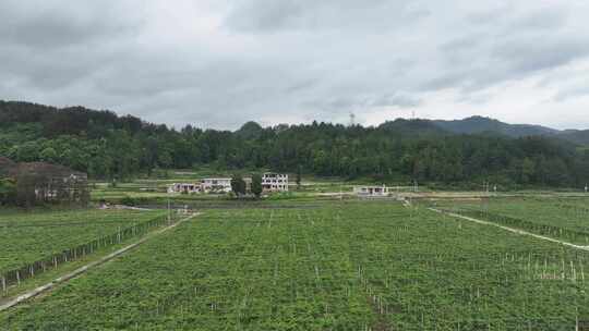 贵州大棚蔬菜生产基地