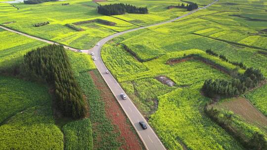 穿过油菜花田的公路