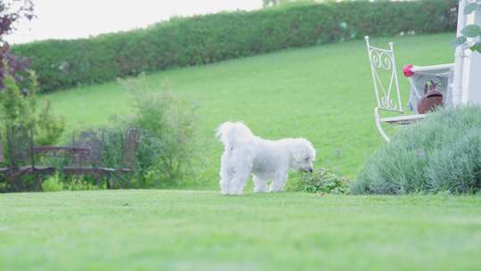 狗，花园，Coton De Tulear