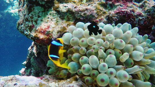 珊瑚礁边游泳的彩色小鱼