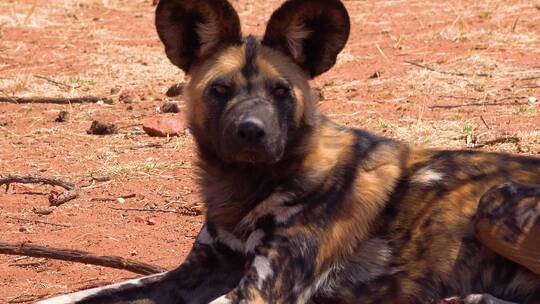 拥有巨大的耳朵的非洲野狗趴在地上休息