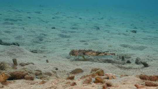 飞行Gurnard，海洋，水下，海底