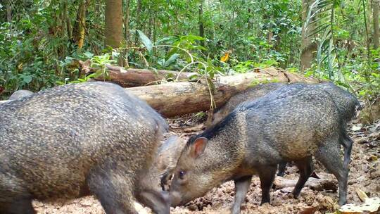 丛林里正在觅食的两只黑野猪