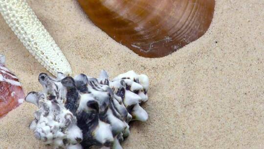 贝壳_牡蛎和沙子上的海星_近距离