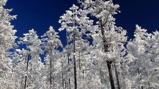 大兴安岭极寒中的雪林