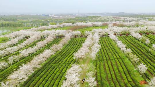 茶园里的樱花树