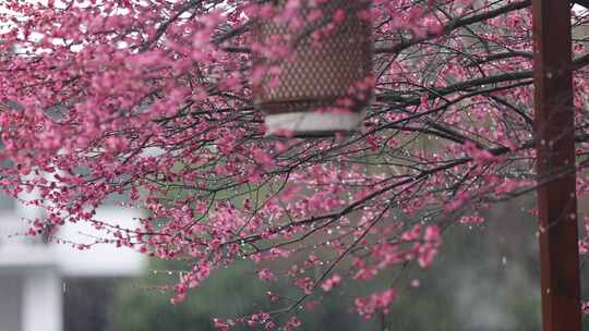 雨中江南梅花盛开