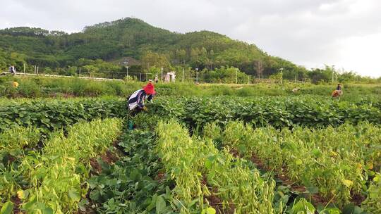 黄豆产地