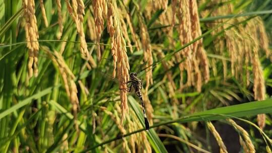 一只蜻蜓立于水稻上视频素材模板下载